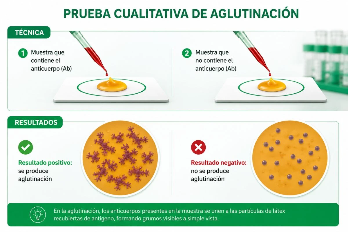 Infografía de la prueba cualitativa de aglutinación en látex que muestra la técnica de realización y la diferencia entre un resultado positivo con aglutinación y un resultado negativo sin aglutinación.